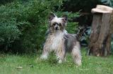 CHIEN NU CHINOIS 234
